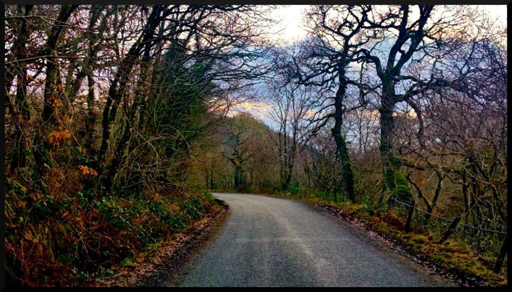 Road Through Trees in Scotland